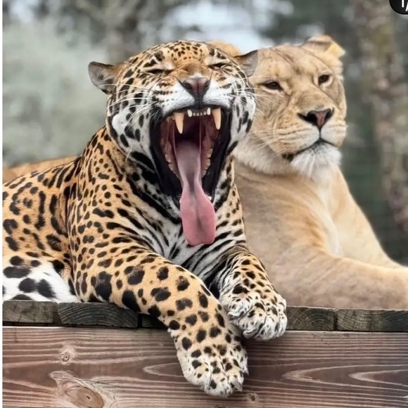 Martha Stewart Other - Faux Fur Leopard Print
(NWT
Throw~Martha Stewart
Collection~Created Macy'